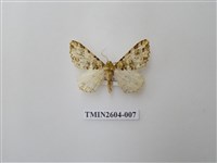 藏品(尺蛾120)的圖片